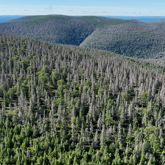 Forêts du Québec