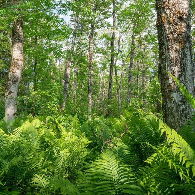 Portrait sommaire de la forêt rare de la Rivière-Matane