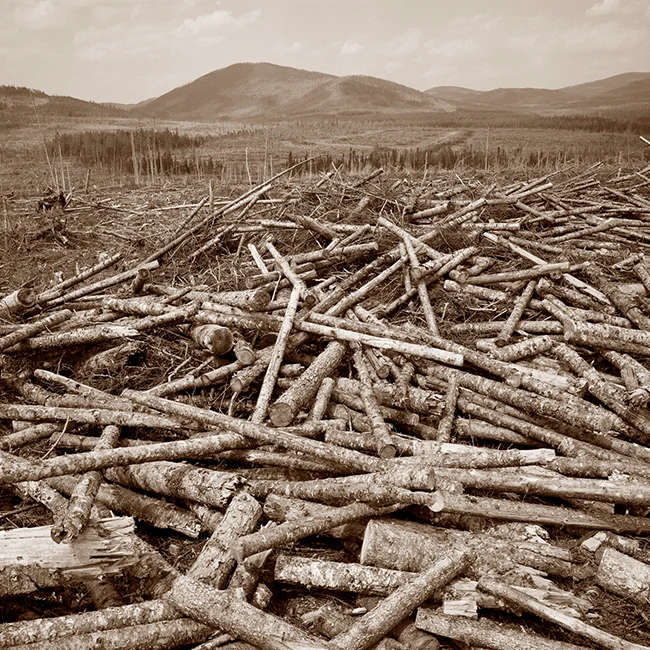 Résumé de l'histoire de l'exploitation forestière